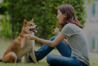 5 Kesalahan Fatal Saat Melatih Anjing yang Sering Terjadi