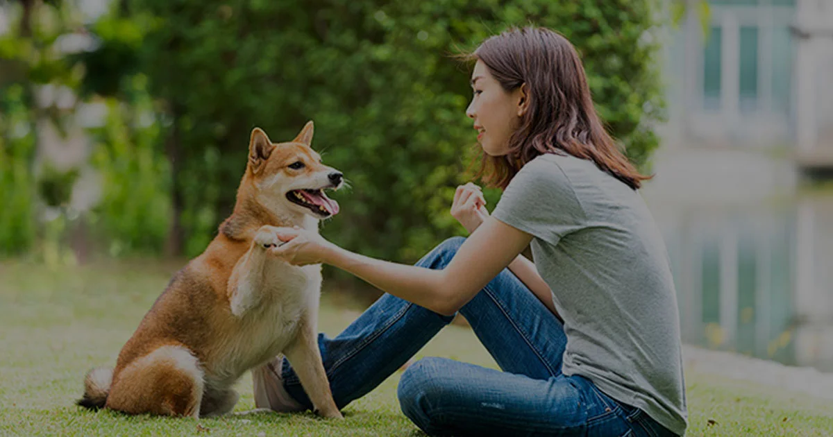 5 Kesalahan Fatal Saat Melatih Anjing yang Sering Terjadi