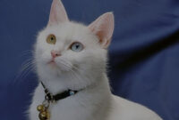 5 Tanda Kucing Kamu Lagi Cemburu, Nomor 3 Bikin Kaget!