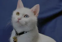 5-Tanda-Kucing-Kamu-Lagi-Cemburu-Nomor-3-Bikin-Kaget 5 Tanda Kucing Kamu Lagi Cemburu, Nomor 3 Bikin Kaget!