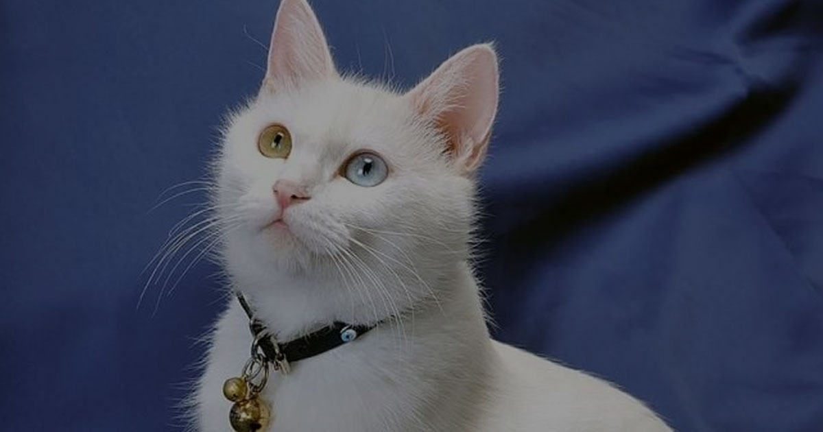 5 Tanda Kucing Kamu Lagi Cemburu, Nomor 3 Bikin Kaget!