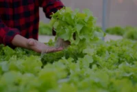 Agribisnis, Peluang Emas di Sektor Pertanian Modern