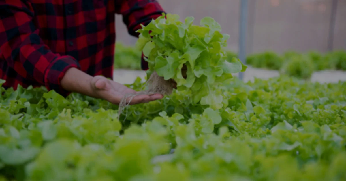 Agribisnis, Peluang Emas di Sektor Pertanian Modern