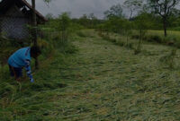 Bagaimana Cuaca Ekstrem Mengubah Pola Panen Petani