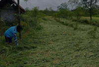 Bagaimana Cuaca Ekstrem Mengubah Pola Panen Petani