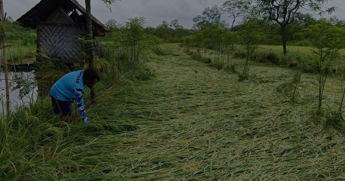 Bagaimana Cuaca Ekstrem Mengubah Pola Panen Petani Bagaimana Cuaca Ekstrem Mengubah Pola Panen Petani