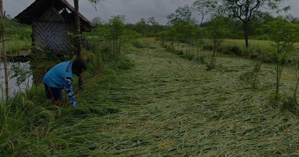 Bagaimana Cuaca Ekstrem Mengubah Pola Panen Petani