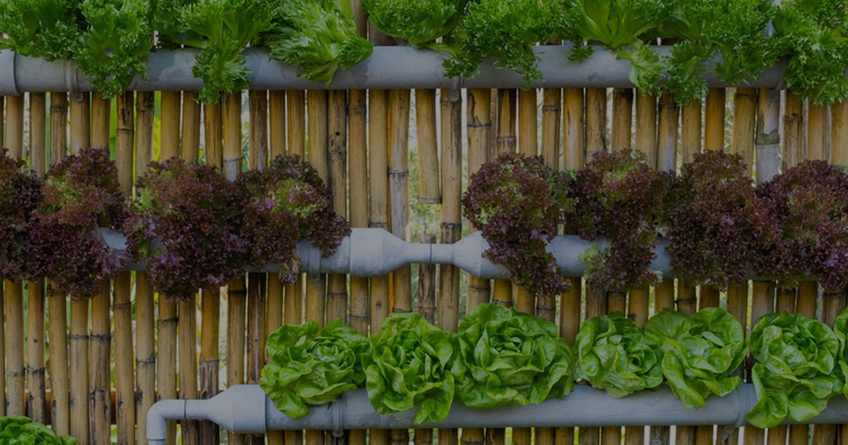 Cara Cerdas Bertani di Lahan Sempit Hasil Tetap Melimpah!