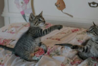 Cara Membuat Kucing Betah di Rumah Meski Kamu Sibuk