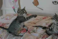 Cara-Membuat-Kucing-Betah-di-Rumah-Meski-Kamu-Sibuk Cara Membuat Kucing Betah di Rumah Meski Kamu Sibuk