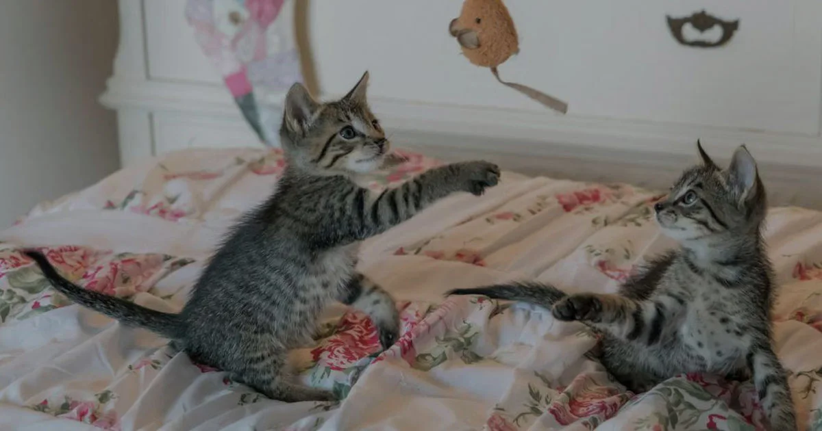 Cara Membuat Kucing Betah di Rumah Meski Kamu Sibuk