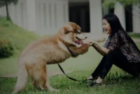 Cara-Mendidik-Anjing-Agar-Patuh-Tanpa-Perlu-Marah-Marah Cara Mendidik Anjing Agar Patuh Tanpa Perlu Marah-Marah