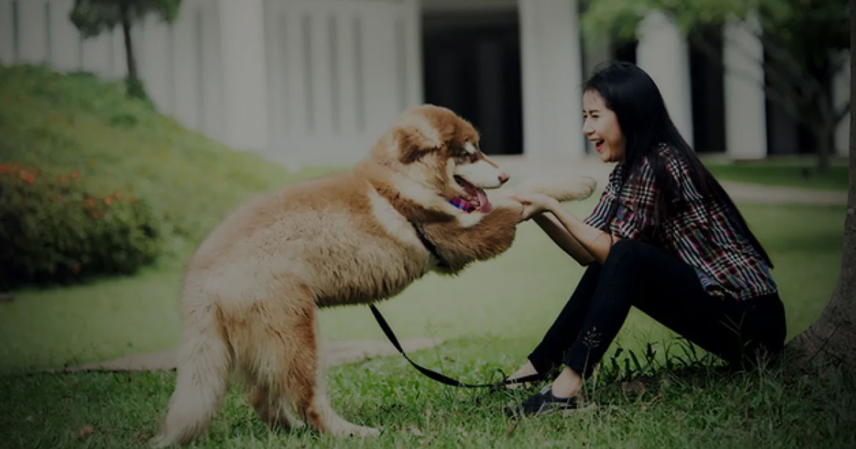 Cara Mendidik Anjing Agar Patuh Tanpa Perlu Marah-Marah