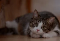 Cara-Mengenali-Bahasa-Tubuh-Kucing-Agar-Kamu-Nggak-Salah-Paham Cara Mengenali Bahasa Tubuh Kucing Agar Kamu Nggak Salah Paham