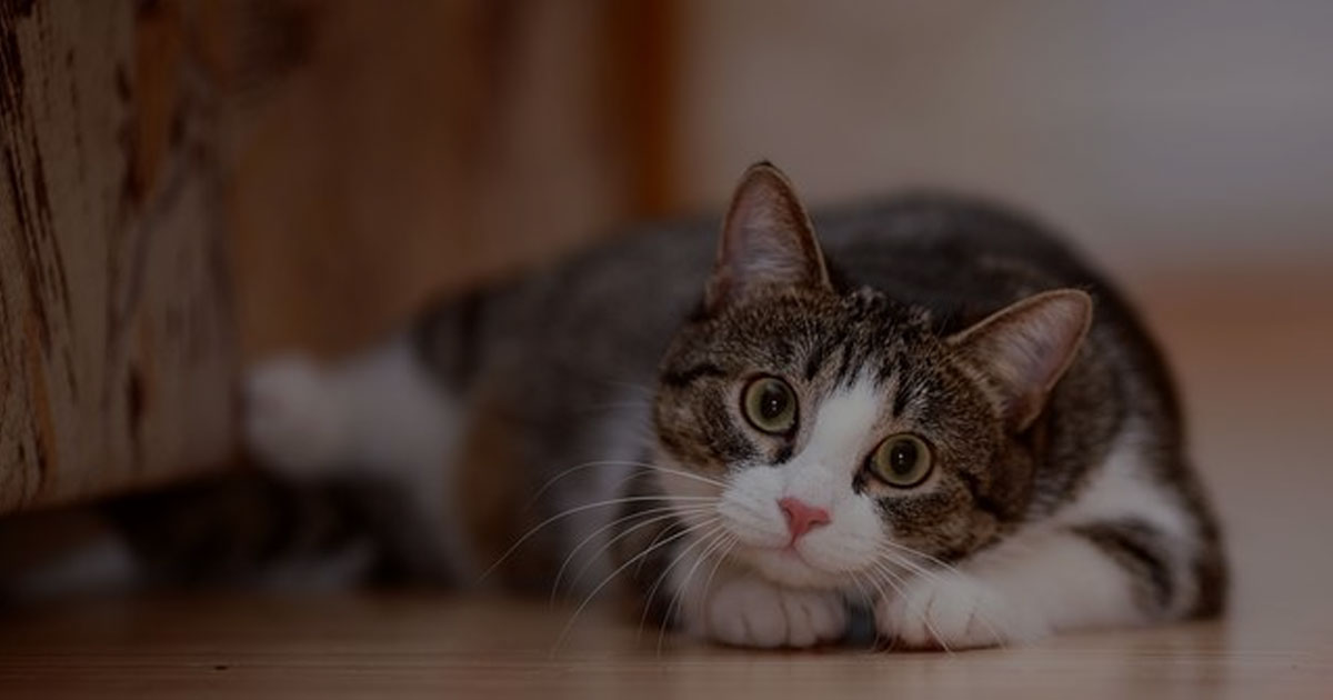 Cara Mengenali Bahasa Tubuh Kucing Agar Kamu Nggak Salah Paham