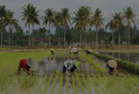 Cara Petani Menghadapi Krisis Iklim dan Harga Pangan Global