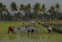 Cara-Petani-Menghadapi-Krisis-Iklim-dan-Harga-Pangan-Global Cara Petani Menghadapi Krisis Iklim dan Harga Pangan Global