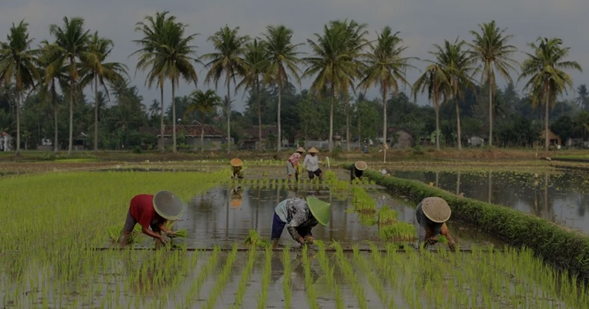 Cara Petani Menghadapi Krisis Iklim dan Harga Pangan Global Cara Petani Menghadapi Krisis Iklim dan Harga Pangan Global