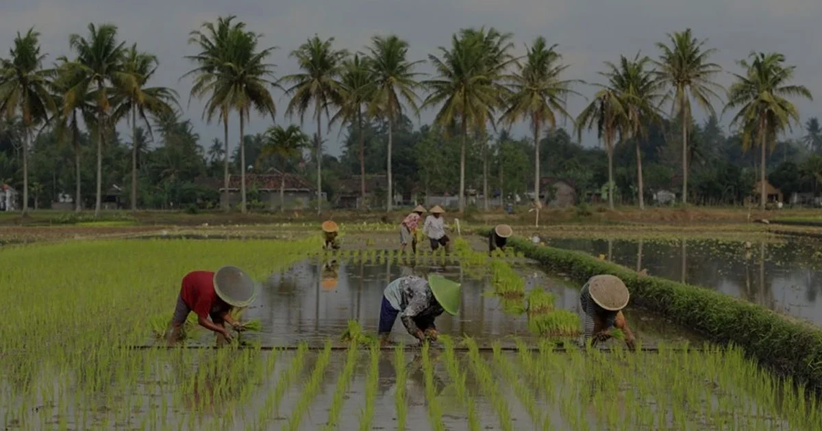 Cara Petani Menghadapi Krisis Iklim dan Harga Pangan Global