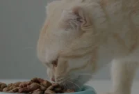 Jenis-Makanan-Hewan-Peliharaan-yang-Bikin-Umur-Lebih-Panjang Jenis Makanan Hewan Peliharaan yang Bikin Umur Lebih Panjang