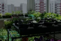 Kebangkitan Urban Farming Solusi Pangan di Tengah Kota