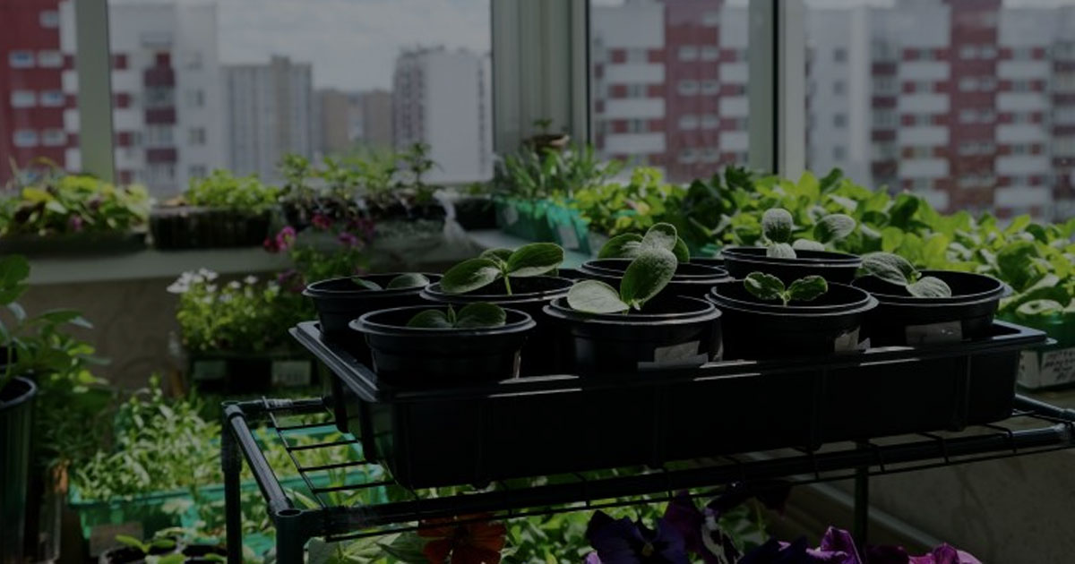 Kebangkitan Urban Farming Solusi Pangan di Tengah Kota