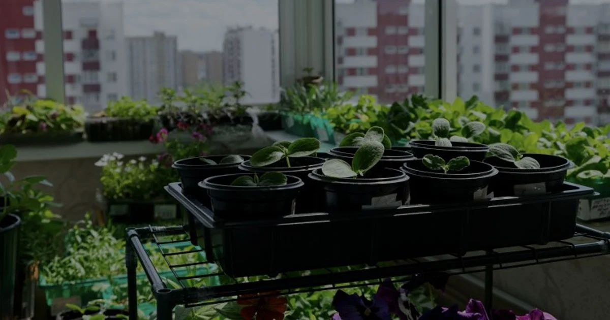Kebangkitan Urban Farming Solusi Pangan di Tengah Kota