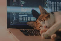 Kenapa Kucing Suka Tidur di Atas Laptop? Ini Penjelasannya!