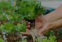 Kenapa-Petani-Modern-Mulai-Beralih-ke-Pertanian-Hidroponik