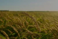 Kenapa-Regenerasi-Petani-Jadi-Tantangan-Serius-di-Indonesia Kenapa Regenerasi Petani Jadi Tantangan Serius di Indonesia?