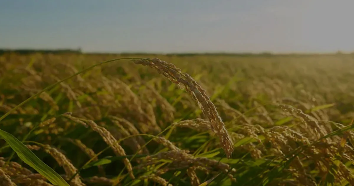 Kenapa Regenerasi Petani Jadi Tantangan Serius di Indonesia?