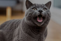 Kucing Sering Mengeong Tengah Malam? Ini Arti Sebenarnya!