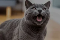 Kucing-Sering-Mengeong-Tengah-Malam-Ini-Arti-Sebenarnya Kucing Sering Mengeong Tengah Malam? Ini Arti Sebenarnya!