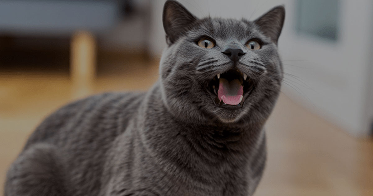 Kucing Sering Mengeong Tengah Malam Ini Arti Sebenarnya! Kucing Sering Mengeong Tengah Malam? Ini Arti Sebenarnya!