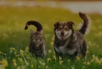 Kucing-vs-Anjing-Siapa-yang-Lebih-Cocok-Buat-Kamu Kucing vs Anjing Siapa yang Lebih Cocok Buat Kamu?