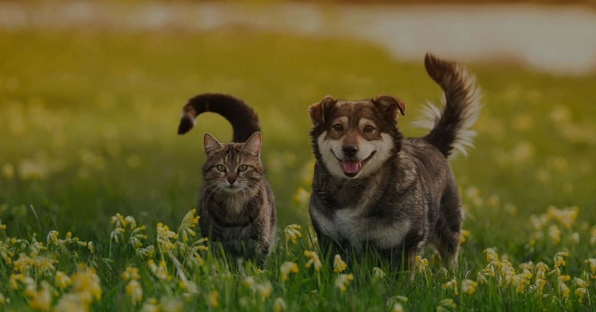 Kucing vs Anjing Siapa yang Lebih Cocok Buat Kamu Kucing vs Anjing Siapa yang Lebih Cocok Buat Kamu?