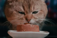 Mitos dan Fakta Tentang Makanan Kucing yang Wajib Kamu Tahu