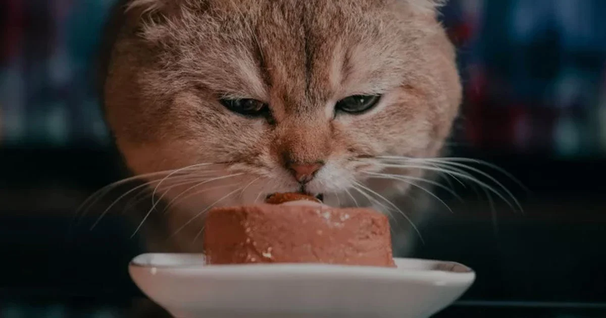 Mitos dan Fakta Tentang Makanan Kucing yang Wajib Kamu Tahu