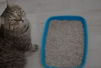 Panduan-Memilih-Pasir-Kucing-yang-Tepat-Agar-Si-Meong-Bahagia Panduan Memilih Pasir Kucing yang Tepat Agar Si Meong Bahagia