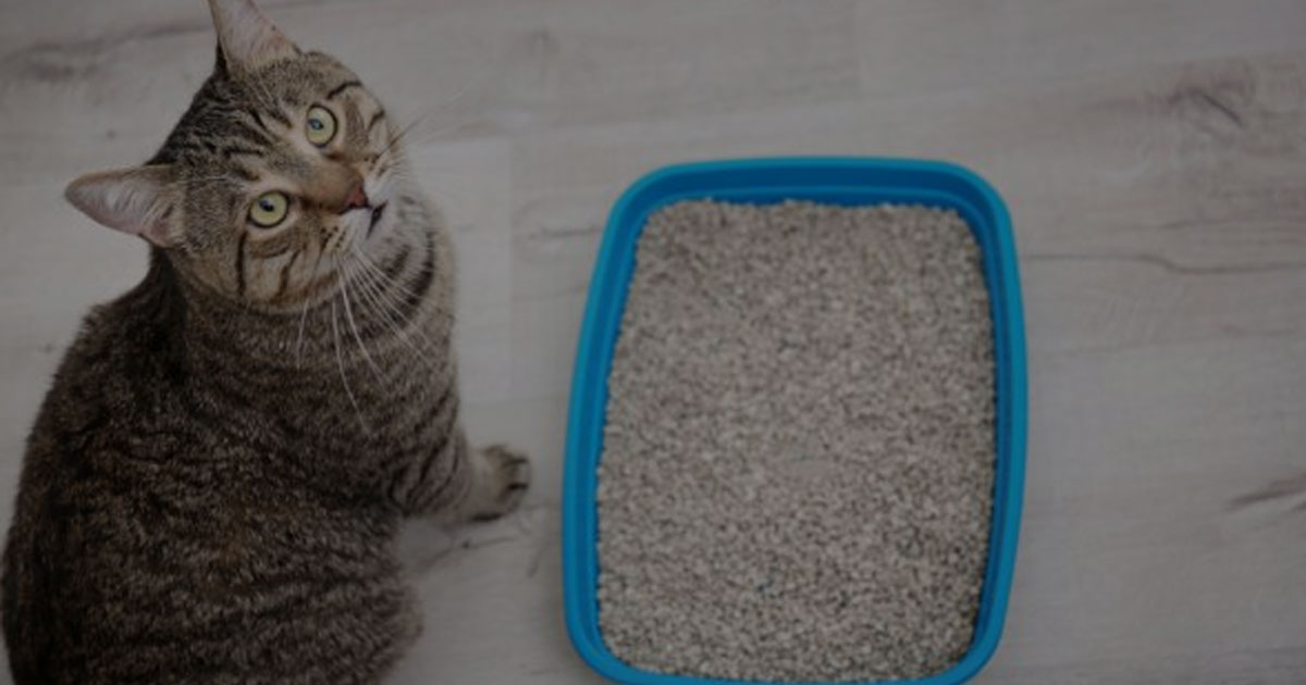 Panduan Memilih Pasir Kucing yang Tepat Agar Si Meong Bahagia
