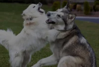 Panduan Merawat Anjing Ras Besar Biar Nggak Gampang Stres