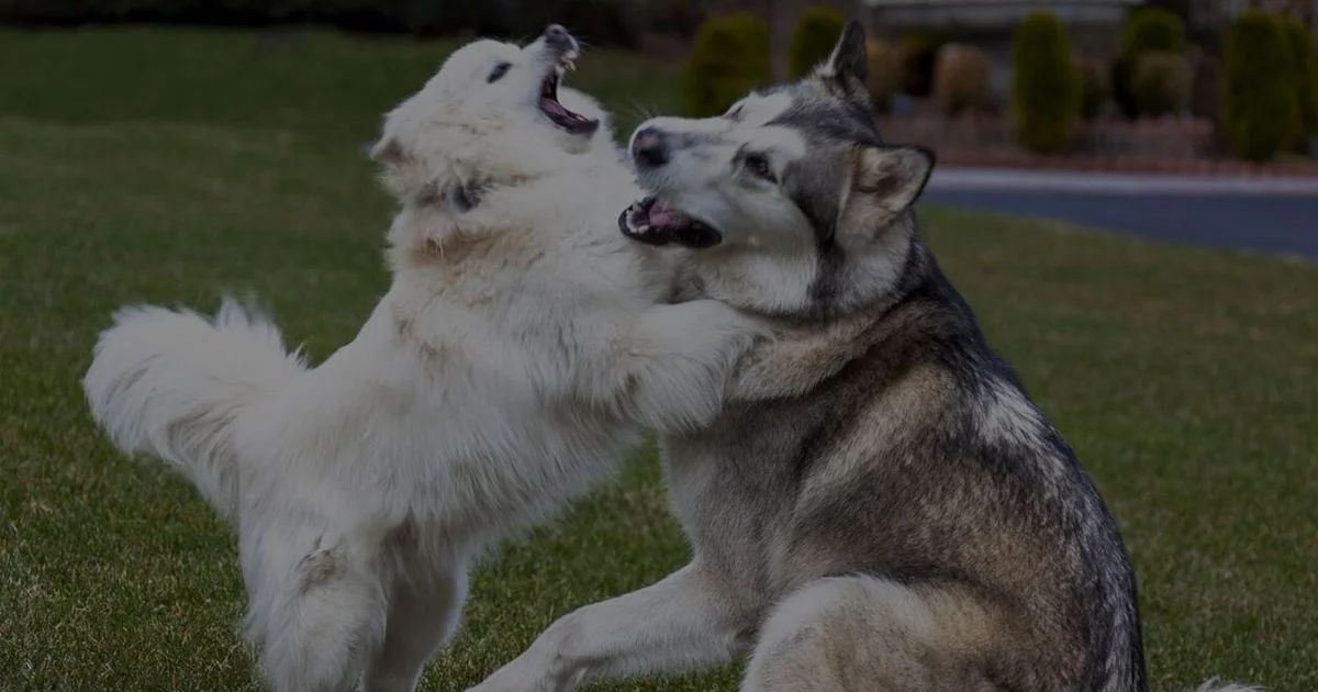 Panduan Merawat Anjing Ras Besar Biar Nggak Gampang Stres