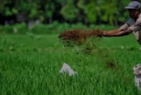 Pertanian Berkelanjutan, Tren atau Kebutuhan Mendesak?