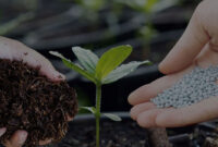 Pupuk Organik vs Kimia Mana yang Lebih Untung untuk Petani