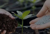 Pupuk-Organik-vs-Kimia-Mana-yang-Lebih-Untung-untuk-Petani Pupuk Organik vs Kimia Mana yang Lebih Untung untuk Petani