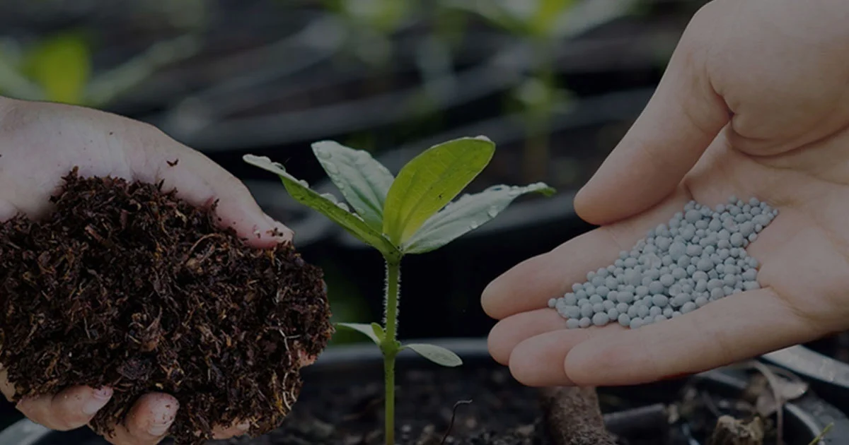 Pupuk Organik vs Kimia Mana yang Lebih Untung untuk Petani