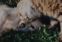 Rahasia-Agar-Anjing-dan-Kucing-Bisa-Akur-di-Rumah Rahasia Agar Anjing dan Kucing Bisa Akur di Rumah