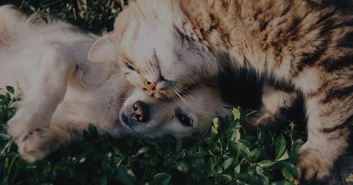 Rahasia Agar Anjing dan Kucing Bisa Akur di Rumah