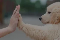 Rahasia-Anjing-Bahagia-yang-Jarang-Diketahui-Pemilik-Baru