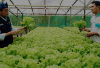 Rahasia Sukses Pertanian Organik yang Banyak Orang Belum Tahu